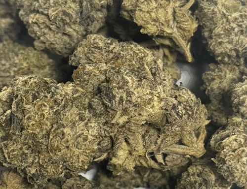 GOLD GRADE Jack Black ounce